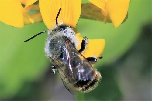 Réf. 265 512 : Osmia sp.